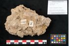 Foto (Objekt + Etikett) von Fagus silvatica L. (NHMW-GEO-2024-0188-11362)